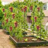 A-Frame Garden Cucumber Trellis with Netting for Climbing Plants Outdoor - Black